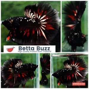 Premium Betta fish OHM Vampire Gold Star