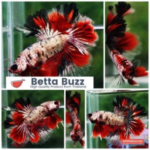 Betta fish OHM Red Devil Hellboy Copper Rosetail