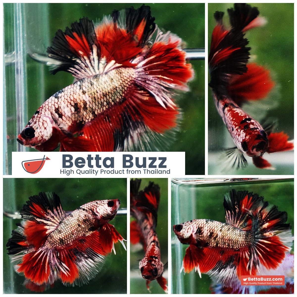 Betta fish OHM Red Devil Hellboy Copper Rosetail