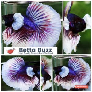 Betta fish OHM Purple Salamander Dumbo