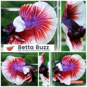 Betta fish HM Red Violet Salamander Dumbo