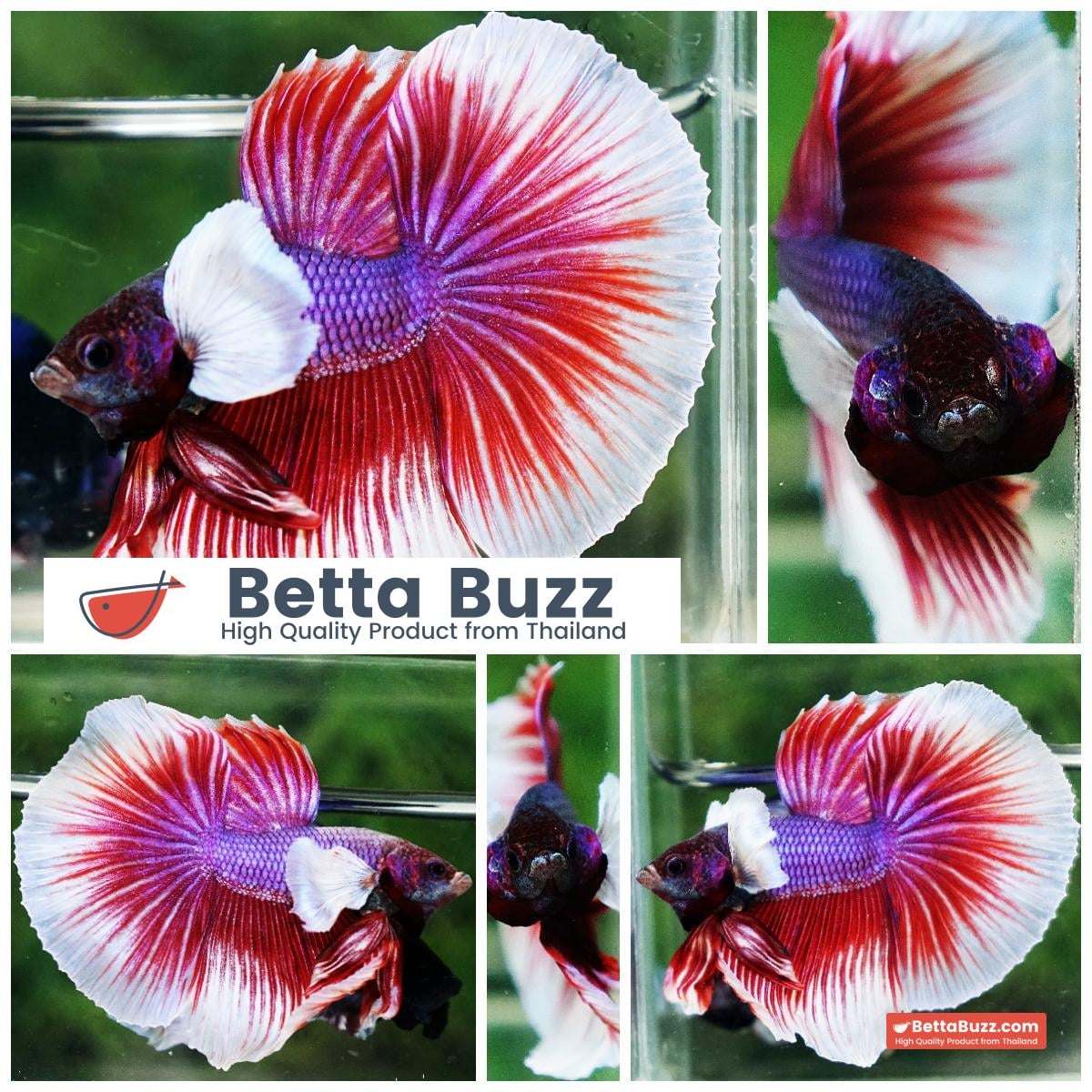 Betta fish HM Red Violet Salamander Dumbo