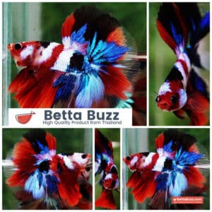 Betta fish OHM Flag of Yemen Koi