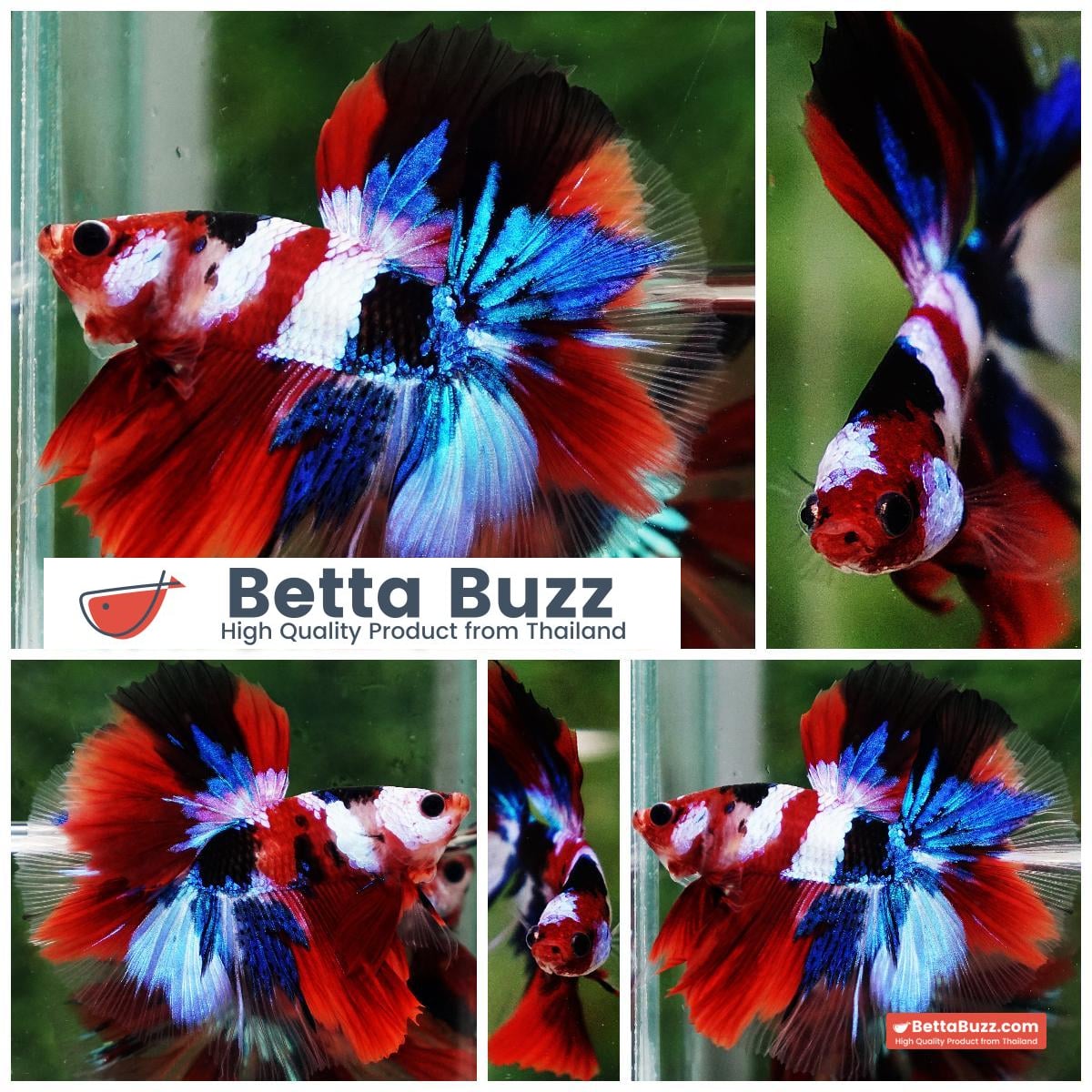 Betta fish OHM Flag of Yemen Koi