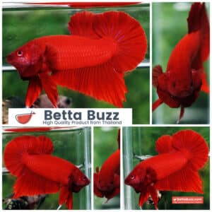 Betta fish HMPK Deep Clean Super Red (Comp Grade)