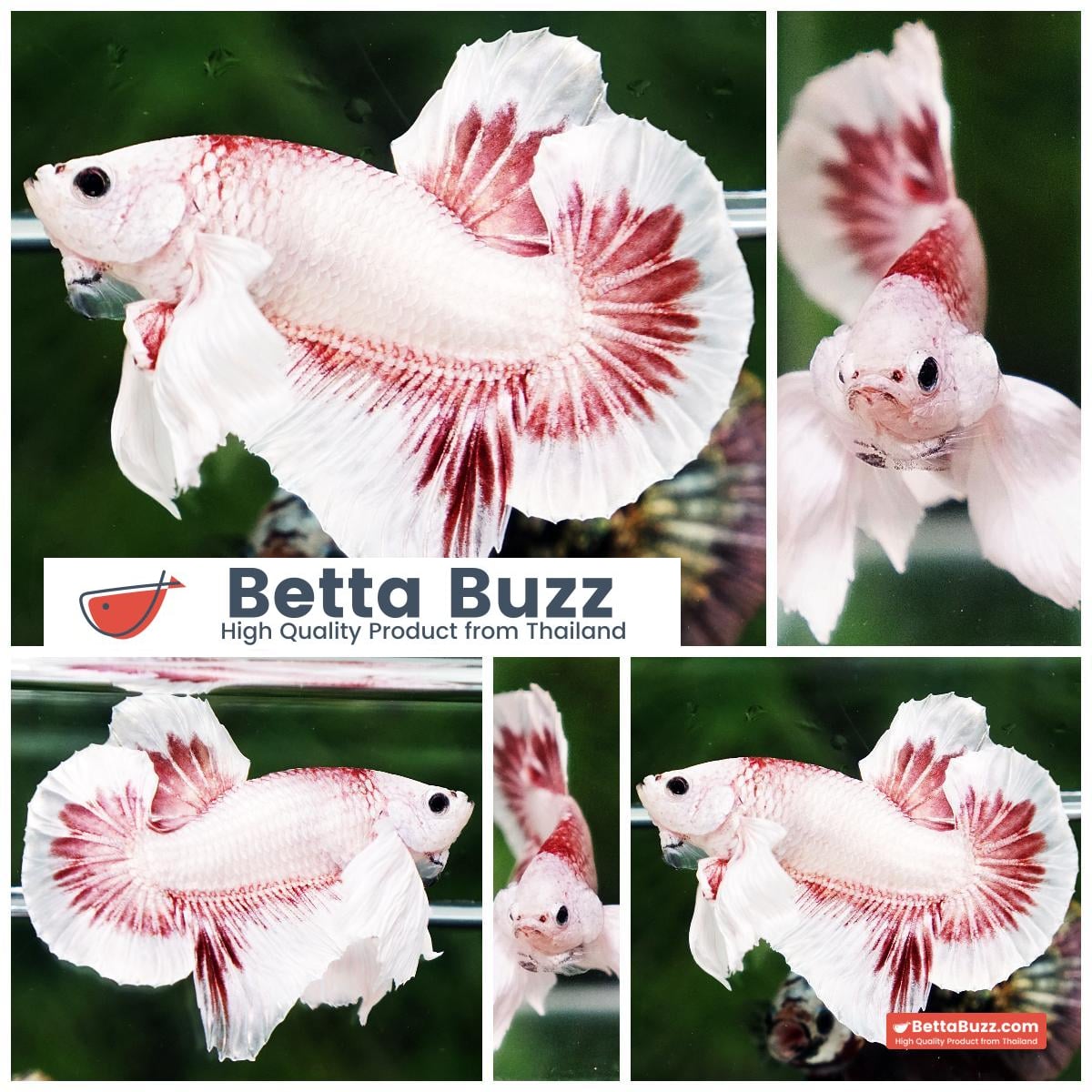 Betta fish OHMPK Bloodseker Dragon Dumbo