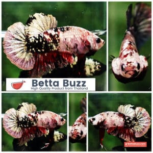 Betta fish HMPK Red Copper Koi