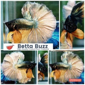 Betta fish OHM Copper Iron Musttard Sky Hawk