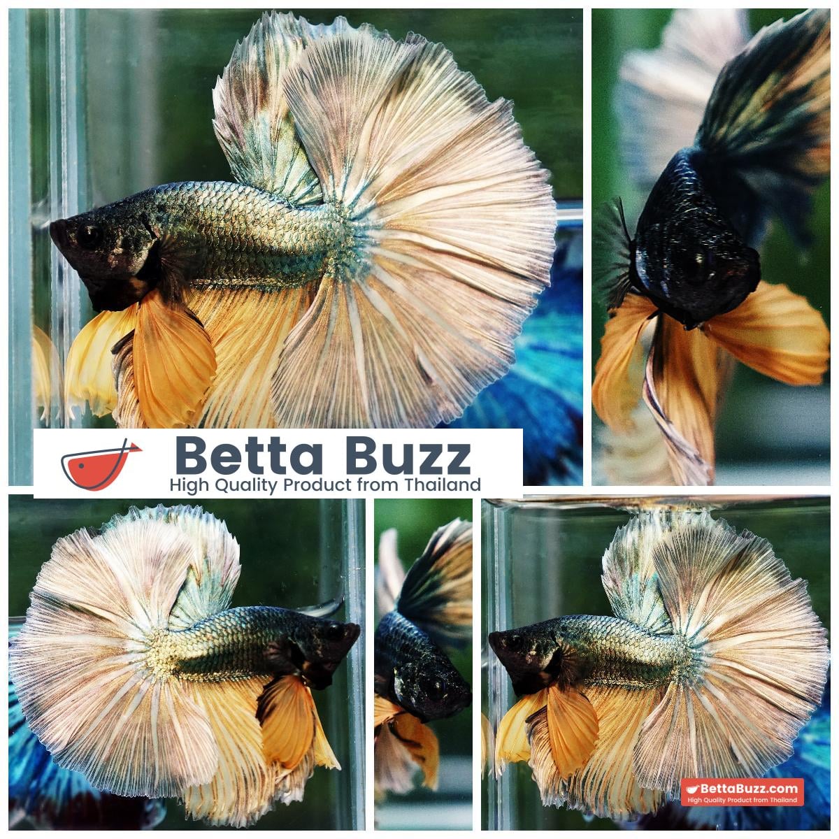 Betta fish OHM Copper Iron Musttard Sky Hawk