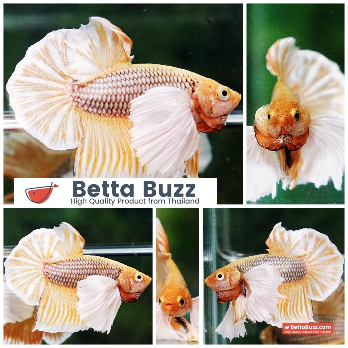 Betta fish HMPK Yellow Pineapple Big Dumbo