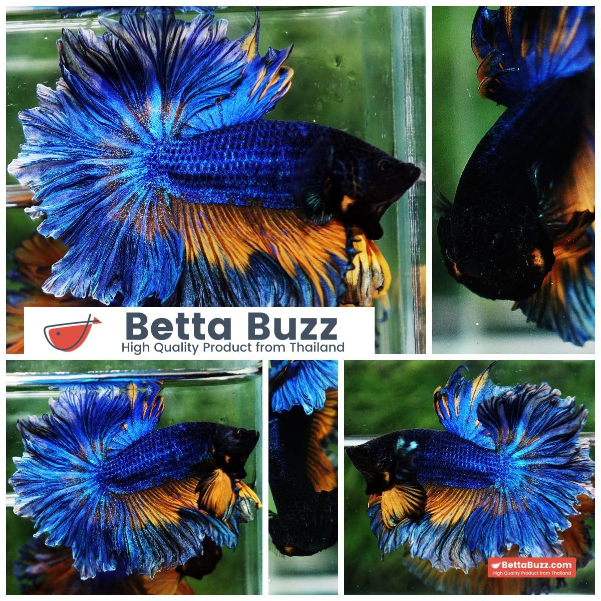 Betta fish OHM Blue Mustard Gas Sky Hawk Feather tail