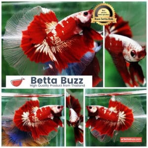 Ultra rare Betta fish OHM King Red Gold Galaxy Butterfly (First one in the world)
