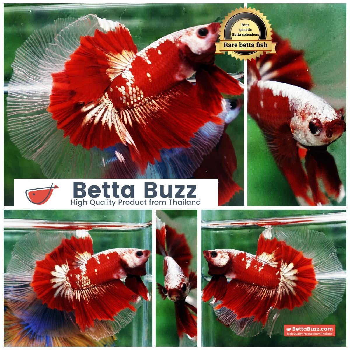Ultra rare Betta fish OHM King Red Gold Galaxy Butterfly (First one in the world)