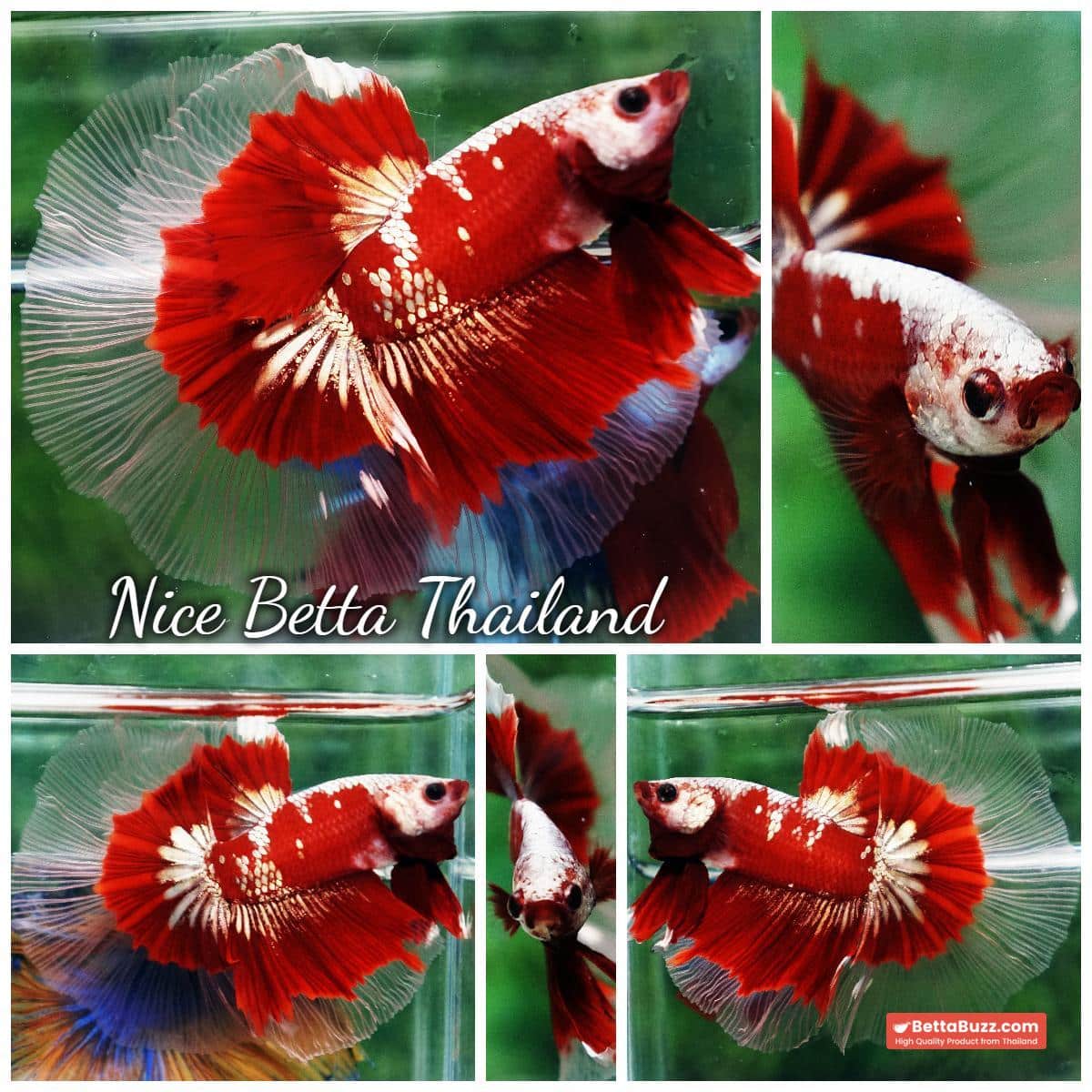 Ultra rare Betta fish OHM King Red Gold Galaxy Butterfly (First one in the world) - Image 7