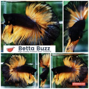 Betta fish OHM Black Pumpkin Black Ring