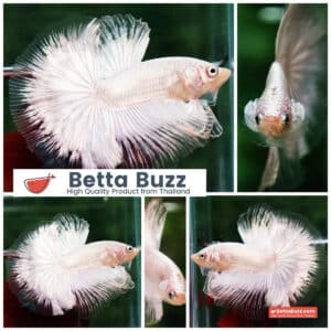 Betta fish HM Platinum White Dragon (Original blood)