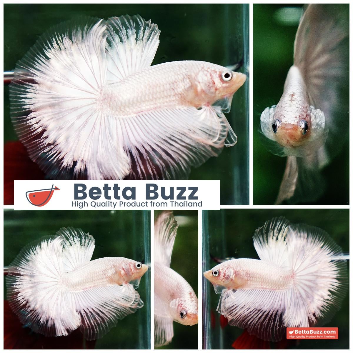 Betta fish HM Platinum White Dragon (Original blood)