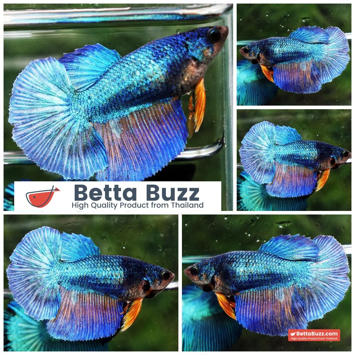 Betta fish Female HM Turquoise Yellow Necktie