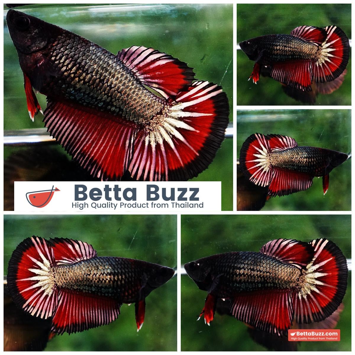 Betta fish Female HM Hell Copper Black Ring