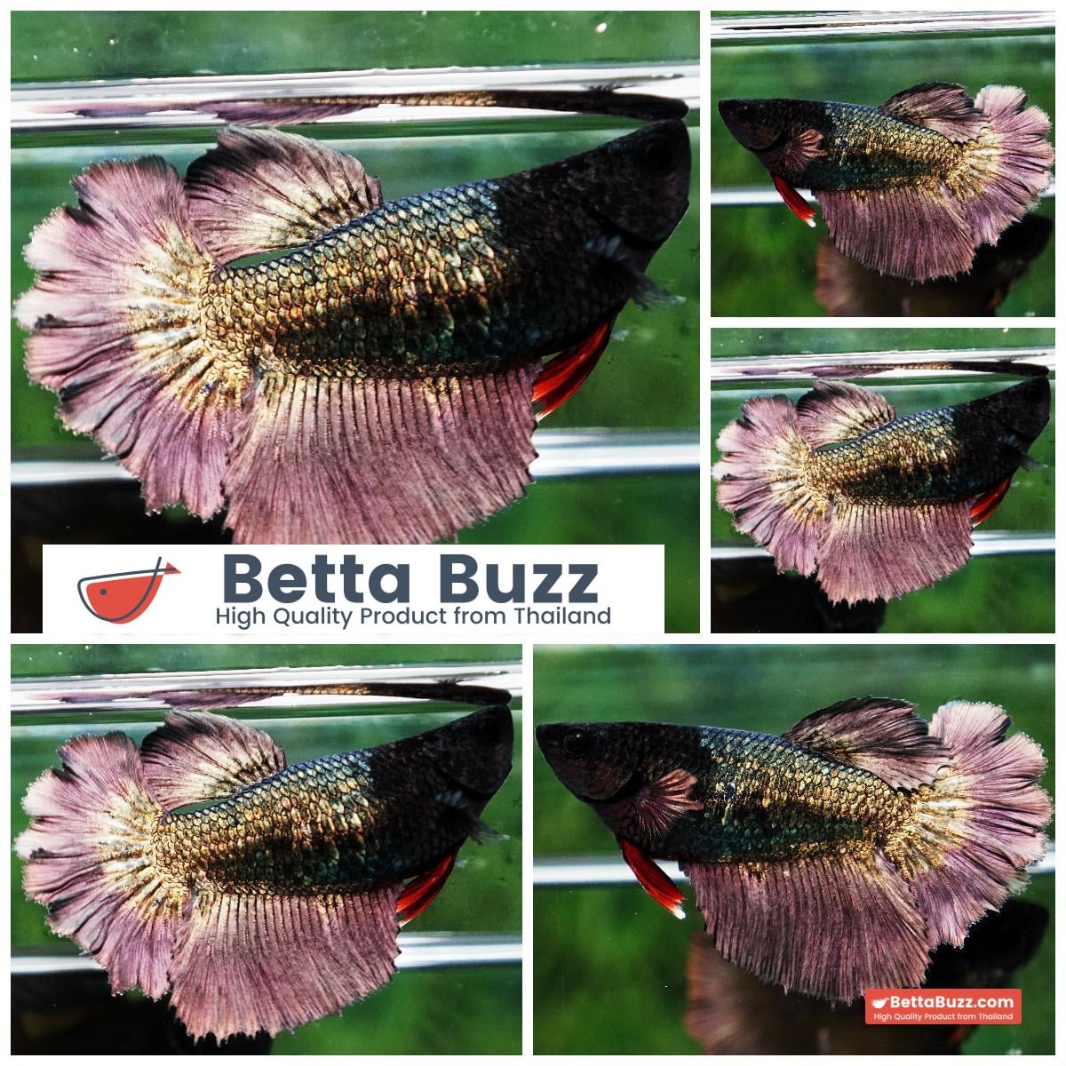 Betta fish Female HM Copper Gold Black Haed Rosetail