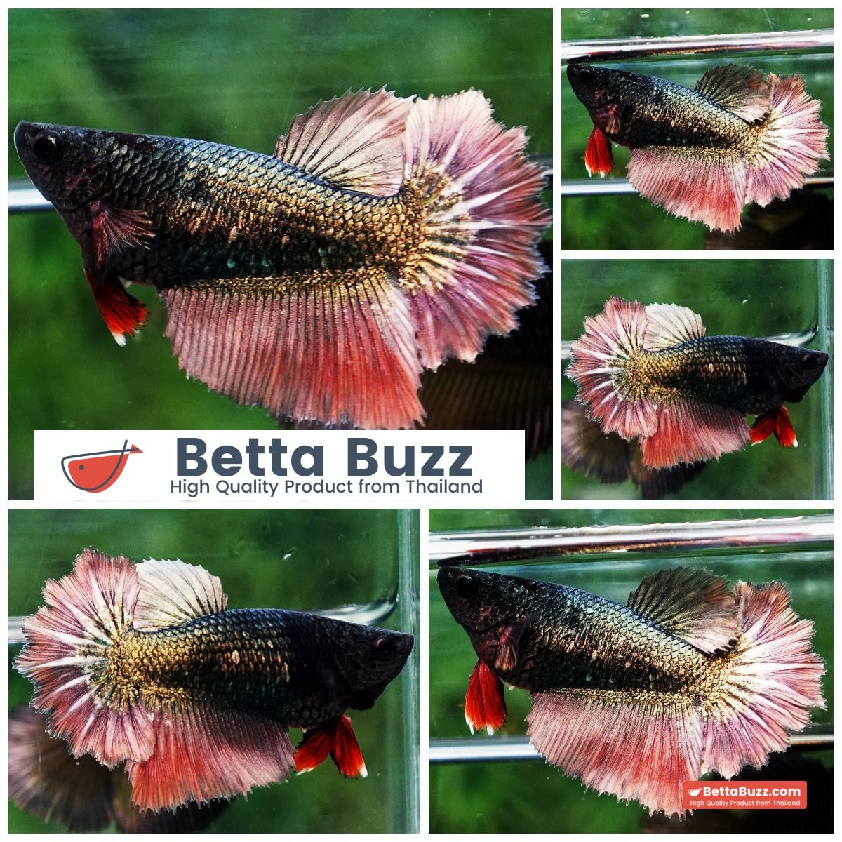 Betta fish Female HM Classic Copper Gold Rosetail