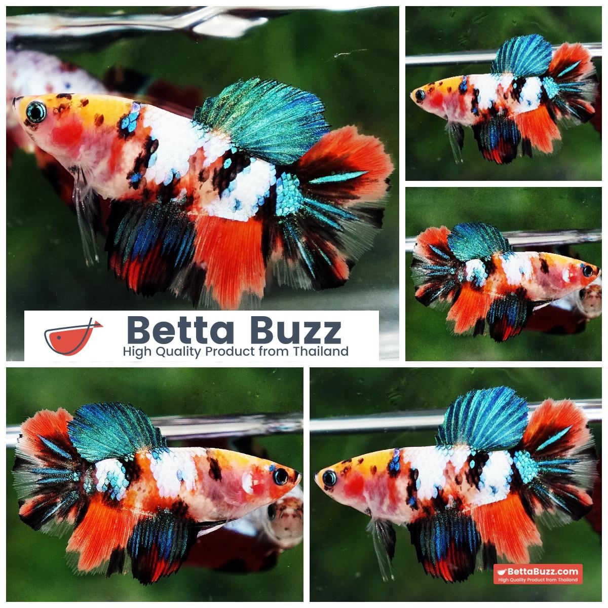 Betta fish Female HM Multicolor Yellow Base