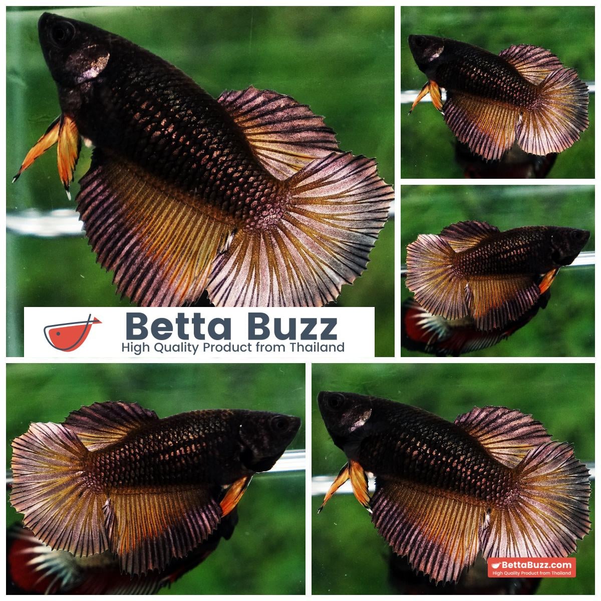 Betta fish Female HM Black Copper Pumpkin Butterfly