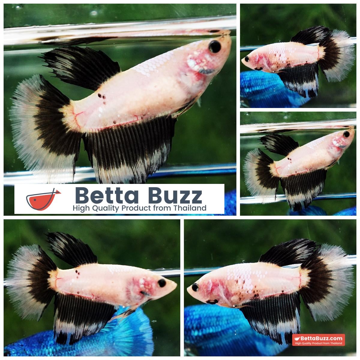 Betta fish Female HM Black Wihte Butterfly