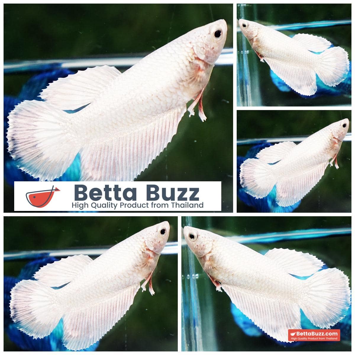 Betta fish Female HM Platinum White Dragon