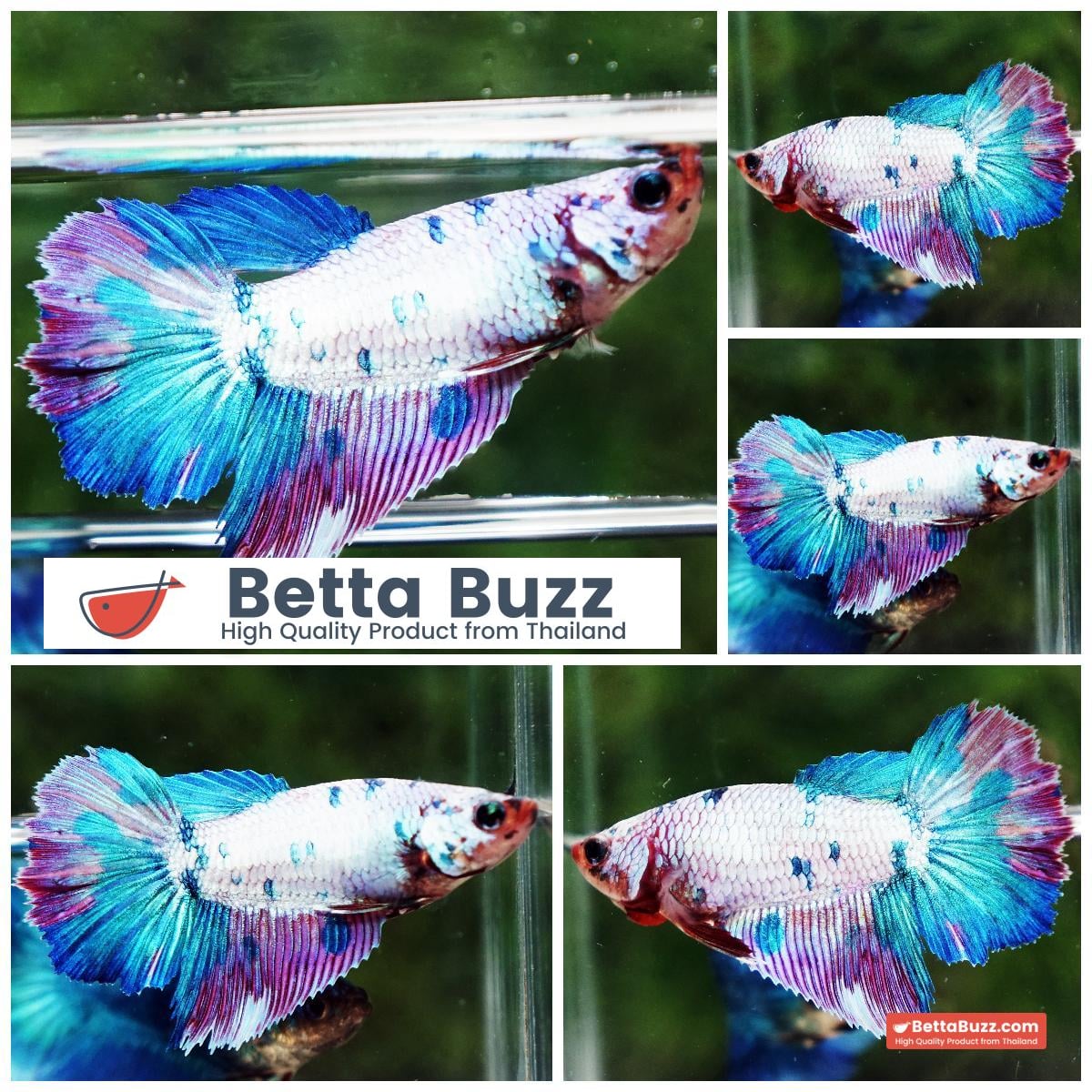 Betta fish Female HM Magical Purple Marble
