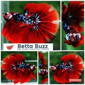 Betta fish HM Red Vampire Galaxy