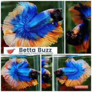 Betta fish OHM Rosetail Grizle Mustard Butterfly