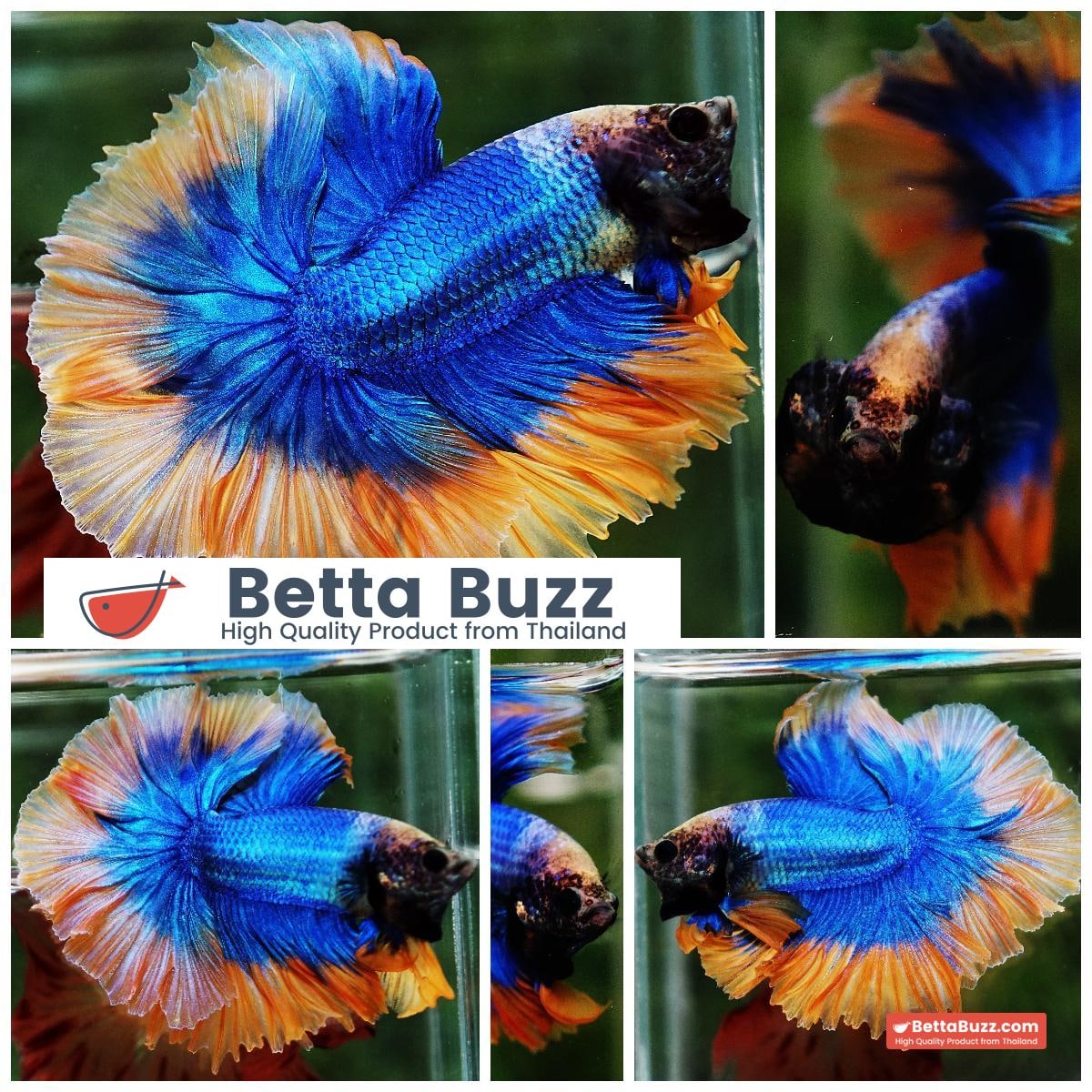 Betta fish OHM Rosetail Grizle Mustard Butterfly
