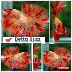 Betta fish OHM Amageddon Meteor Black Net
