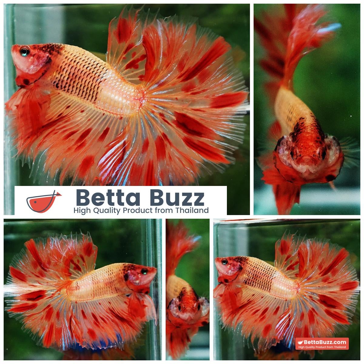 Betta fish OHM Amageddon Meteor Black Net
