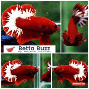 Betta fish HMPK Hell Boy Platinum Star