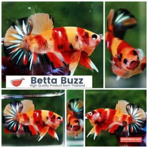 Betta fish OHMPK Classic Nemo Koi