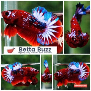 Betta fish OHMPK Hell boy Fancy Star tail