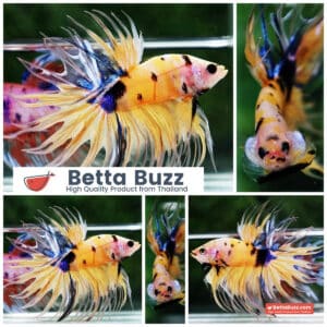 Betta fish CT Yellow Tiger Koi