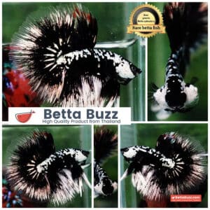 Betta fish HM Shadow Black Samurai (Rare)