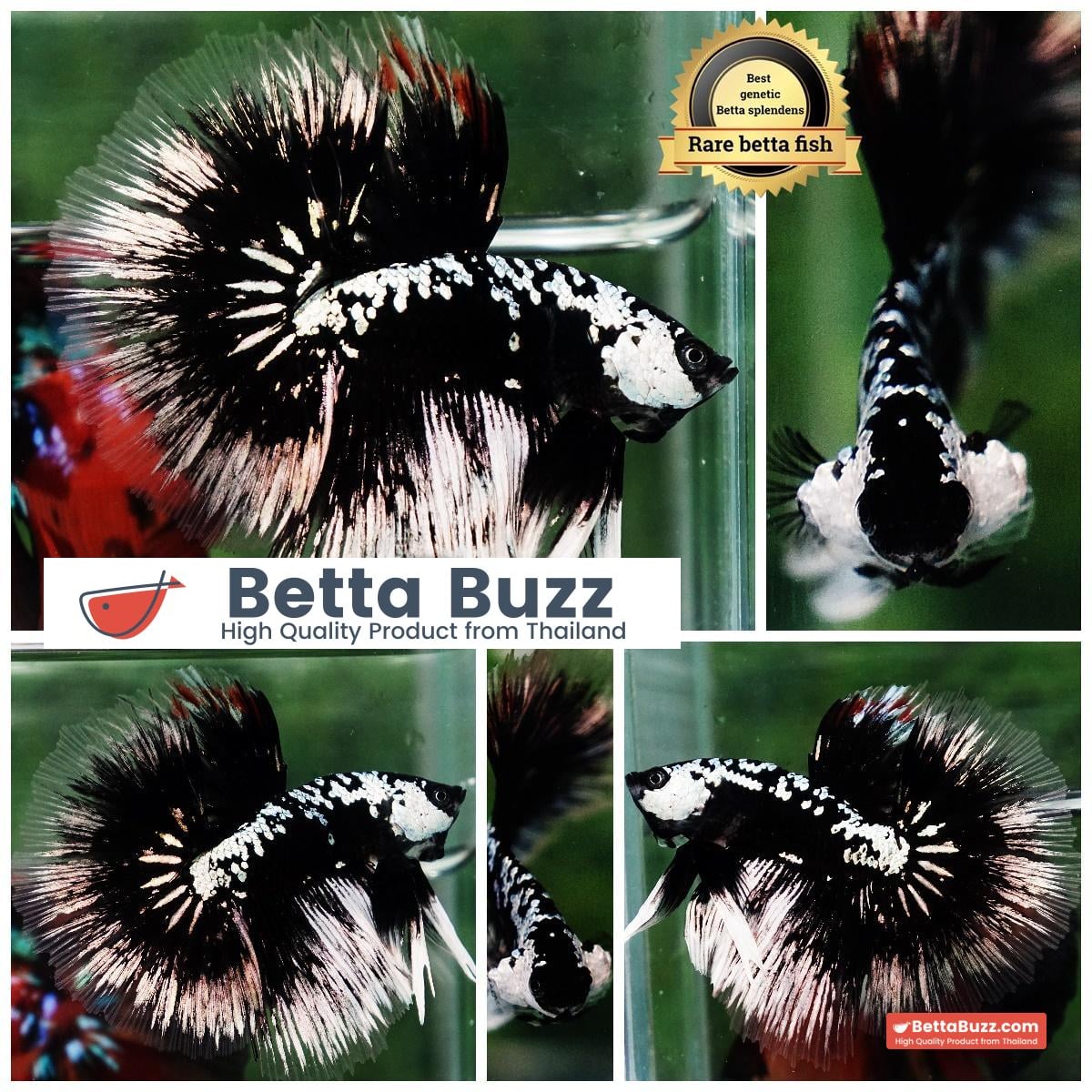 Betta fish HM Shadow Black Samurai (Rare)