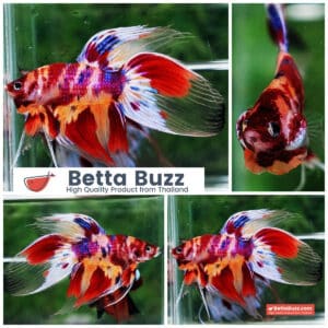 Betta fish VT Multicolor Rainbow Candy Nemo