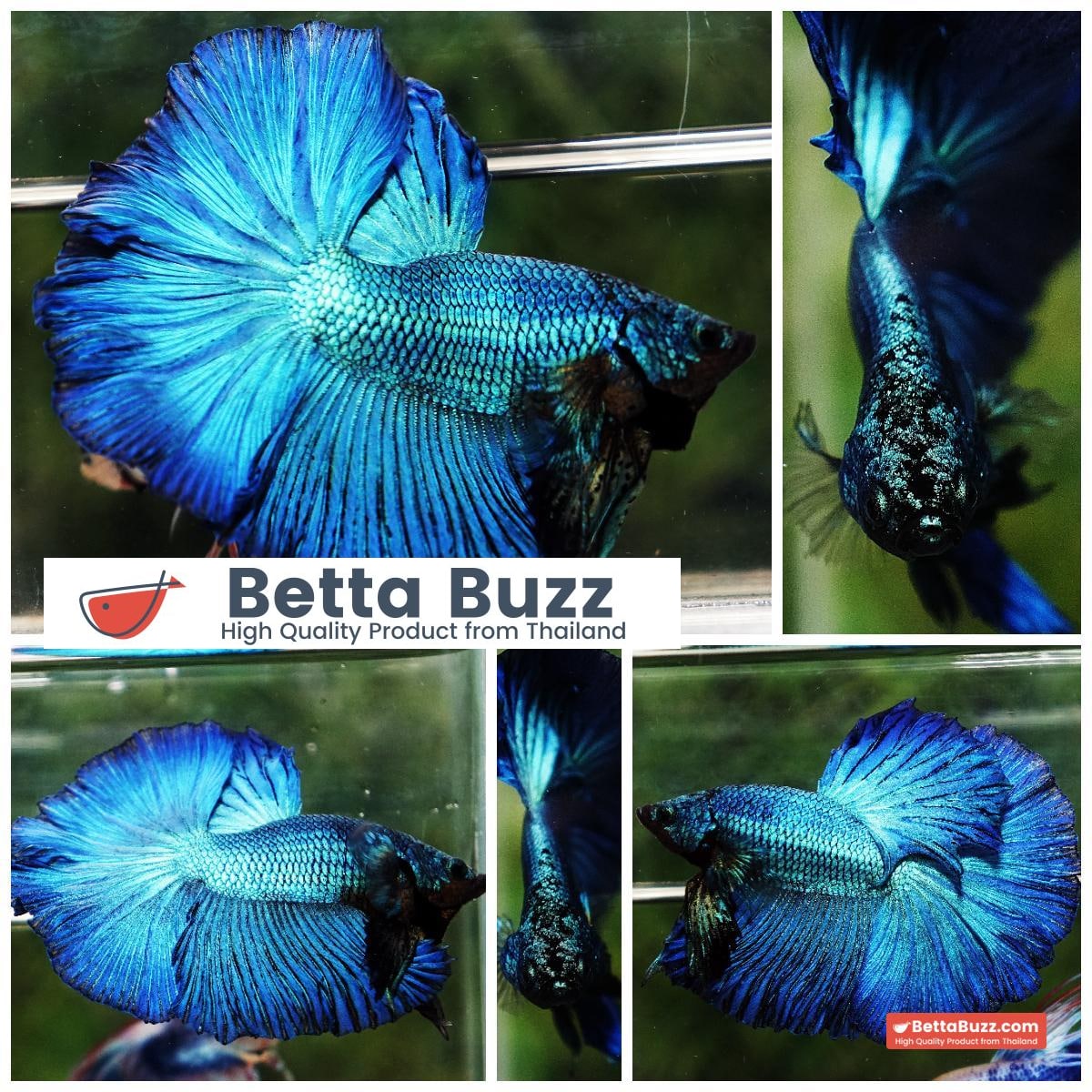 Betta fish OHM Green Turquoise Rosetail