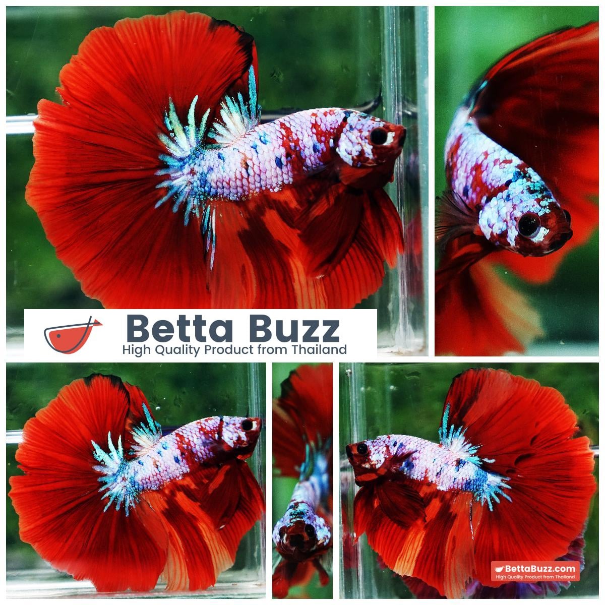 Betta fish OHM Fancy fier Multicolor