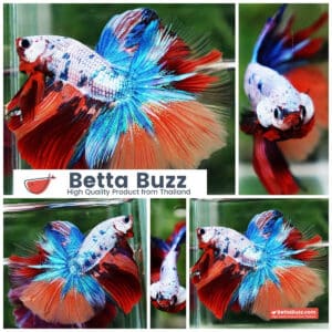 Betta fish OHM Multicolor Candy Rainbow