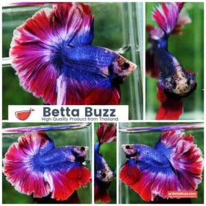 Betta fish Mascot Thailand Flag Rosetail OHM