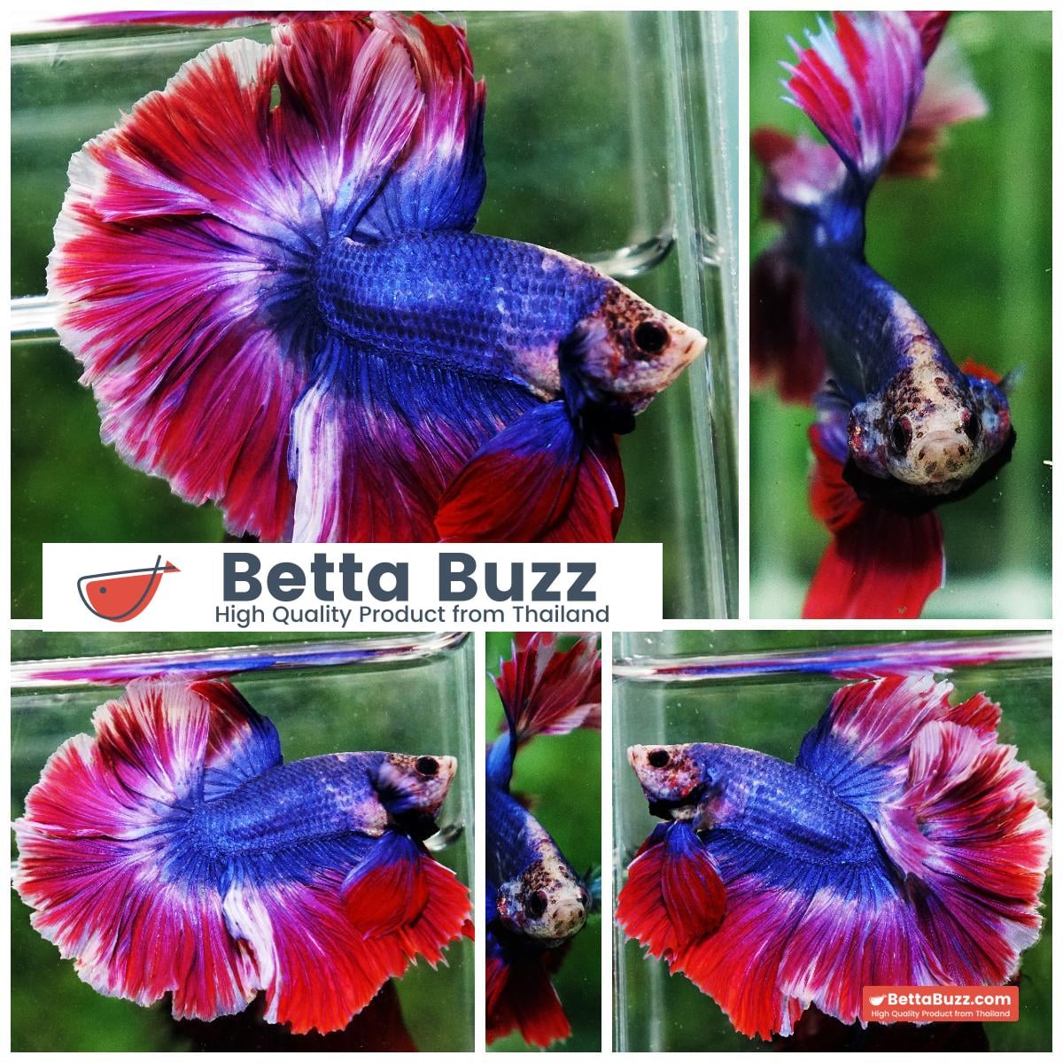 Betta fish Mascot Thailand Flag Rosetail OHM
