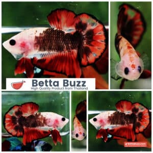 Betta Fish The Dark Santa OHMPK