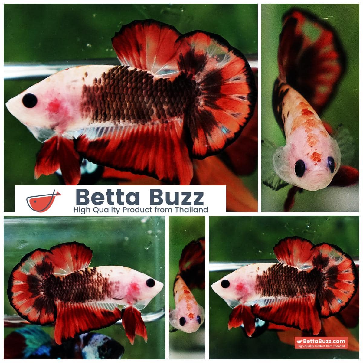 Betta Fish The Dark Santa OHMPK