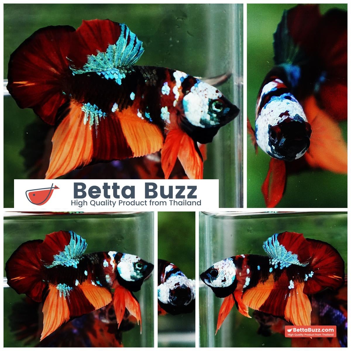Betta Fish Full Helmet Samurai Nemo Warrior PK